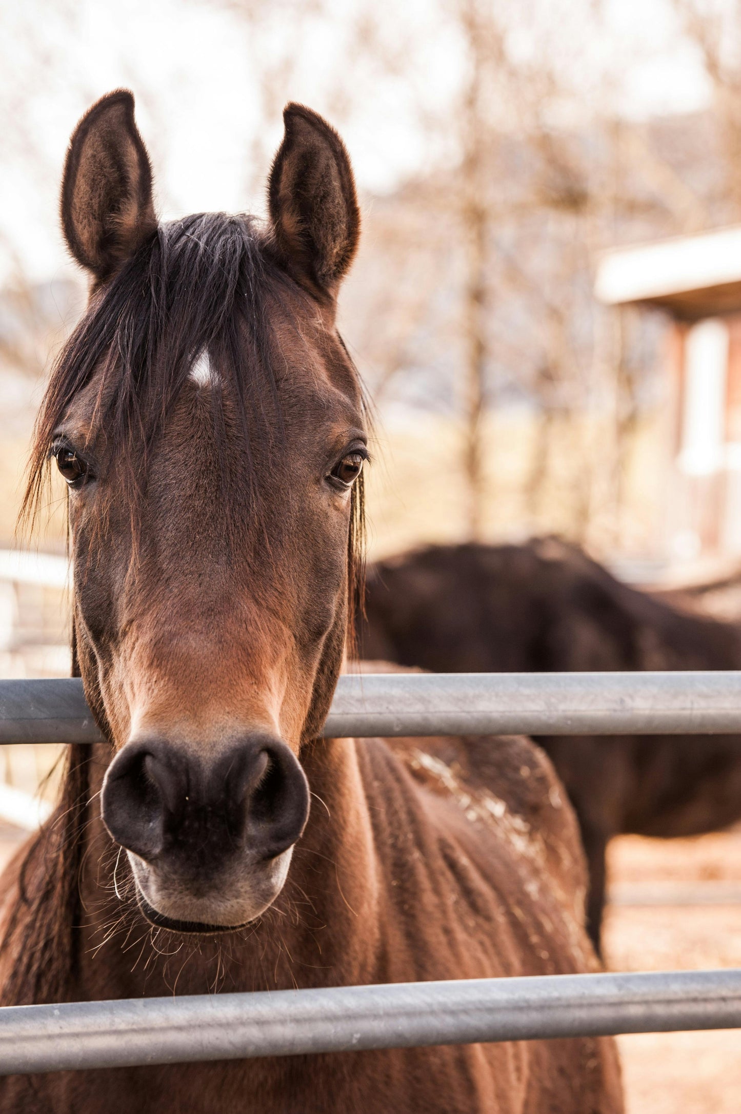 Equine Performance Formula